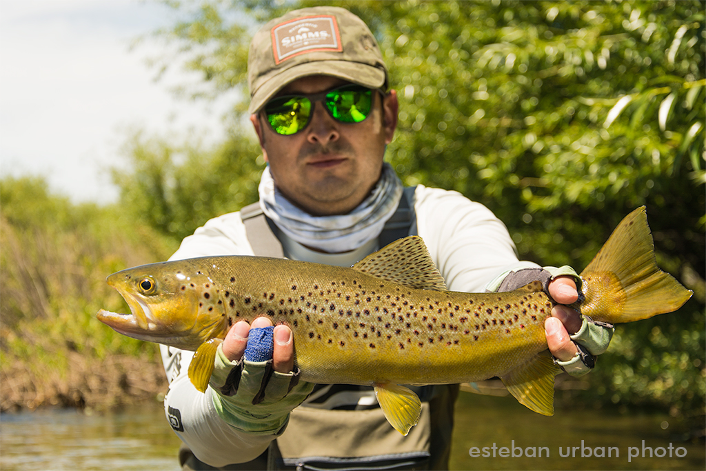 Solid brown on a dry fly - Chimehuin River